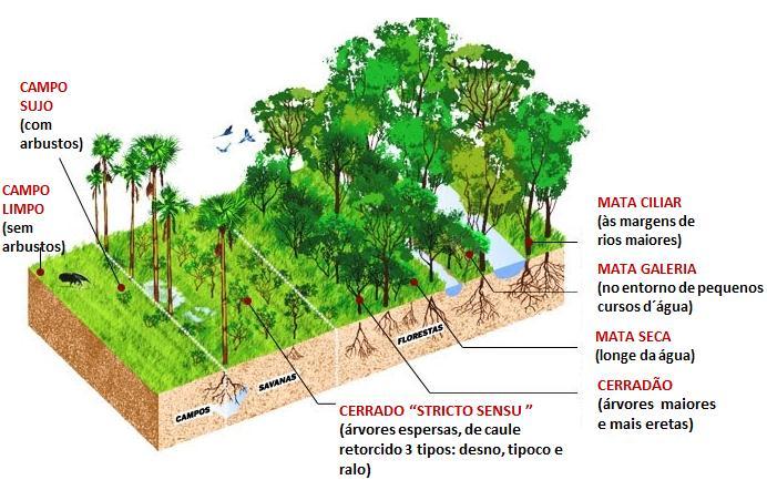 7 Figura 2: Representação das fisionomias de vegetação mais comuns no Cerrado. Fonte: EMBRAPA (2008). Cerradão - é uma formação florestal com aspectos xeromórficos.