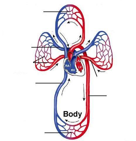 CIRCULAÇÃO COMPARADA Vertebrados Aves e Mamíferos Coração com quatro cavidades: 2 Átrios e 2 ventrículos Capilares sistêmicos Artéria ria