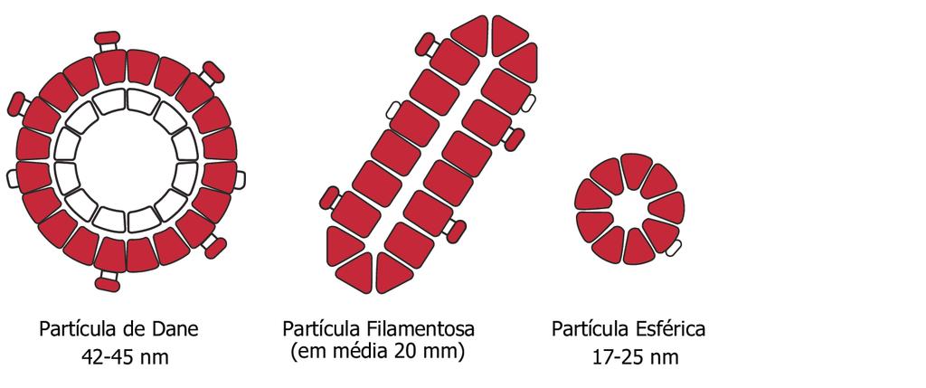 MANUAL TÉCNICO PARA O DIAGNÓSTICO DAS HEPATITES VIRAIS Figura 8.