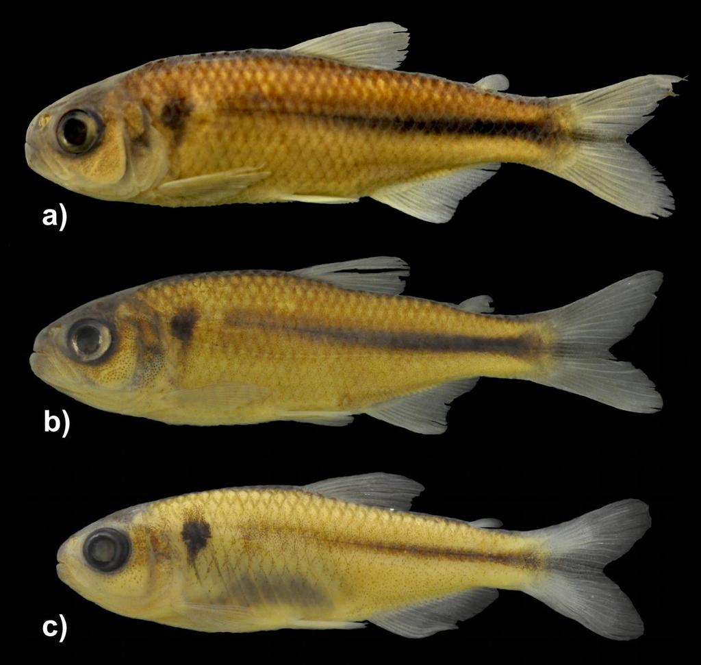 258 nadadeiras raiadas de machos maduros, A. microschemos difere de A. totae e A. jenynsii (vs. presença de ganchos nas nadadeiras anal, pélvica e peitoral), de A. jordanensis (vs.