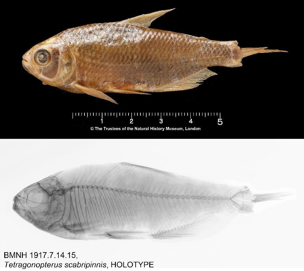 25 FIGURA 1. (a) Holótipo de Tetragonopterus scabripinnis, BMNH 1917.