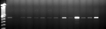 monocytogenes ATCC 7644, Coluna 3: S. Typhimurium ATCC 14028, Colunas 4 a 15: L.