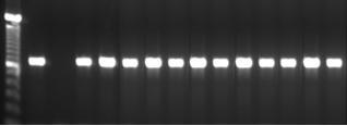 42 1 2 3 4 5 6 7 8 9 10 11 12 13 14 15 16 600 pb Figura 9 - Produtos da amplificação do gene acta (650 pb).