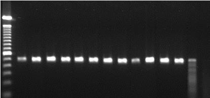 monocytogenes isoladas de carcaça bovina. 1 2 3 4 5 6 7 8 9 10 11 12 13 14 15 16 500 pb Figura 10 - Produtos da amplificação do gene mpl (502pb).