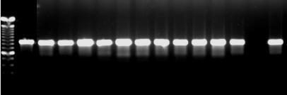 43 1 2 3 4 5 6 7 8 9 10 11 12 13 14 15 16 800 pb Figura 12 - Produtos da amplificação dos genes inlb (884 pb). Coluna 1: marcador de peso molecular 100pb; Coluna 2 a 13: L.