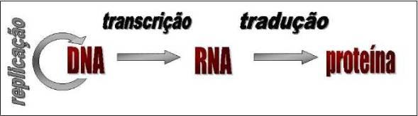 DOGMA CETRAL DA BIOLOGIA MOLECULAR A transcrição (síntese de RA) é o primeiro passo na expressão da informação genética.