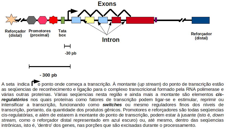 Estrutura dos GEES Já são