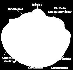 células e nas mitocôndrias