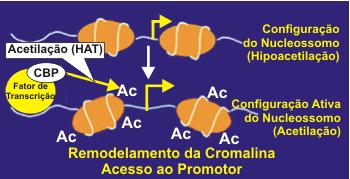 na regulação gênica por poderem ser