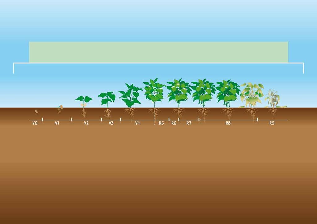 Estádios de desenvolvimento da planta de feijoeiro V0 V1 V2 V3 V4 R5 R6 R7 R8 R9 A escala de desenvolvimento das plantas de feijão divide o ciclo biológico nas fases vegetativa e reprodutiva.