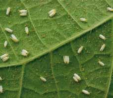 V2 a R8» Pragas sugadoras e raspadoras 26 Cigarrinha-verde (Empoasca kraemeri): V2 a R5 - O dano é causado pelas ninfas e adultos que se alimentam do floema da planta, sugando a seiva.