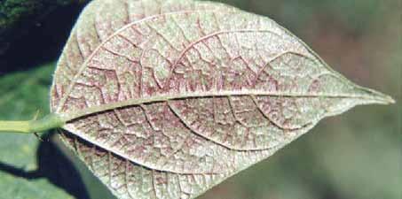 Mosca-branca (Bemisia tabaci): V1 a R5 - O dano direto, sucção da seiva da plantação, é pouco expressivo.