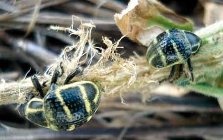 O broto atacado pode ter o desenvolvimento anormal ou até mesmo morrer. As larvas unem os folíolos com teia alimentando-se do caule e dos ramos da planta, podendo causar quebra dos ramos.