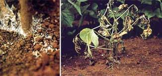Esse é o único patógeno que sobrevive no solo favorecido por períodos de seca. A doença ocorre na falta de chuvas porque as sementes ou o solo estavam infestados previamente.