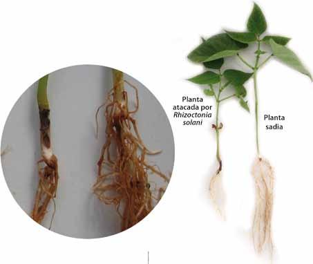 V0 a V4» Podridões-radiculares Podridão-radicular de Rhizoctonia (Rhizoctonia solani): Sementes infectadas podem apodrecer no solo, antes de sua germinação.