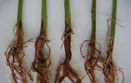 tombamento das plântulas e falhas no estande. Podridão-radicular-seca (Fusarium solani): Inicialmente, surgem estrias finas, de cor marrom, no sentido do comprimento das raízes.