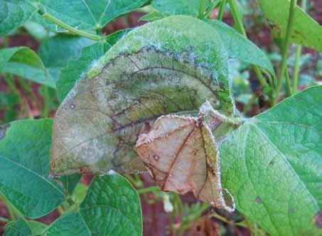 V4 a R8» Manchas das folhas e vagens Mela (Thanatephorus cucumeris): É a doença mais importante em regiões quentes e úmidas, matando as plantas em poucos dias.