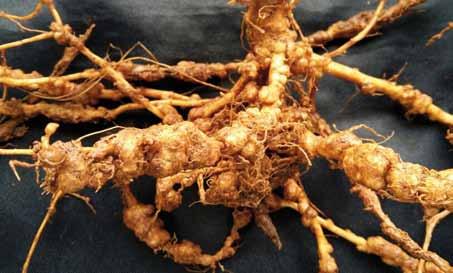 V4 a R8» Nematoides Nematoide-das-galhas (Meloidogyne incognita e Meloidogyne javanica): Os principais sintomas do ataque dessas espécies são a formação de galhas nas raízes e o crescimento reduzido