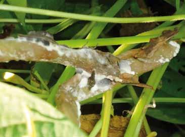 R5 a R8» Mofo-branco O mofo-branco é uma das principais doenças que afetam o feijoeiro, ocorrendo a partir do florescimento.