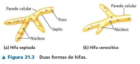 Na hifas, as células são separadas por septos!