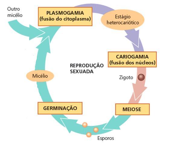 Os fungos apresentam reprodução assexuada e sexuada!