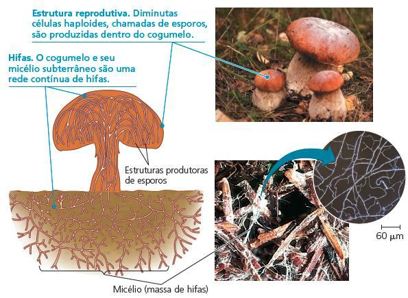 Em alguns fungos a cariogamia e/ou a esporulação da reprodução