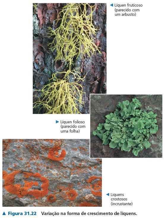 Línquens Associações de Fungos com organismos autótrofos fotossintetizantes (algas ou