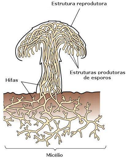Em alguns fungos, uma parte do micélio se especializa na reprodução formando o corpo de