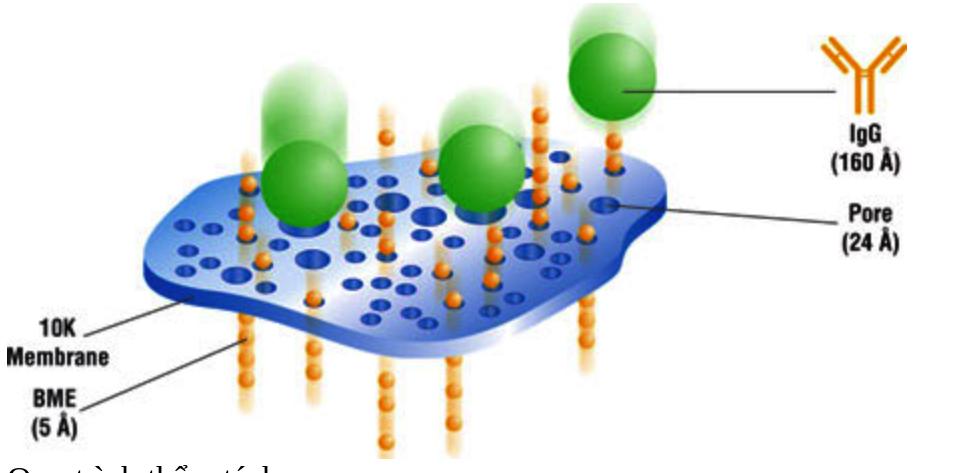 Processos Através de Membranas 3 Diálise Uma membrana de permeabilidade particular possibilita a passagem