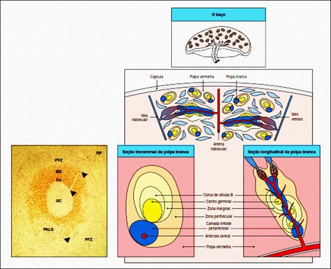 Órgãos linfoides secundários Baço Características Histológicas Questions &