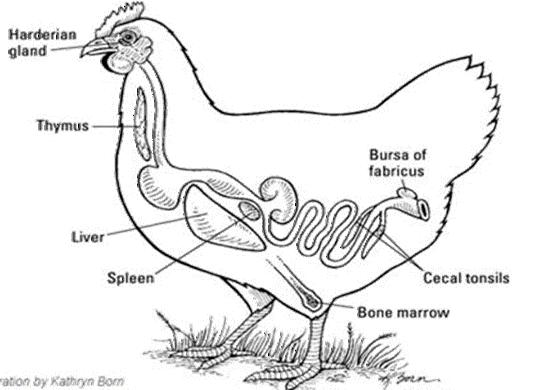 Órgãos linfoides primário (Aves) Bursa de fabricius Órgão