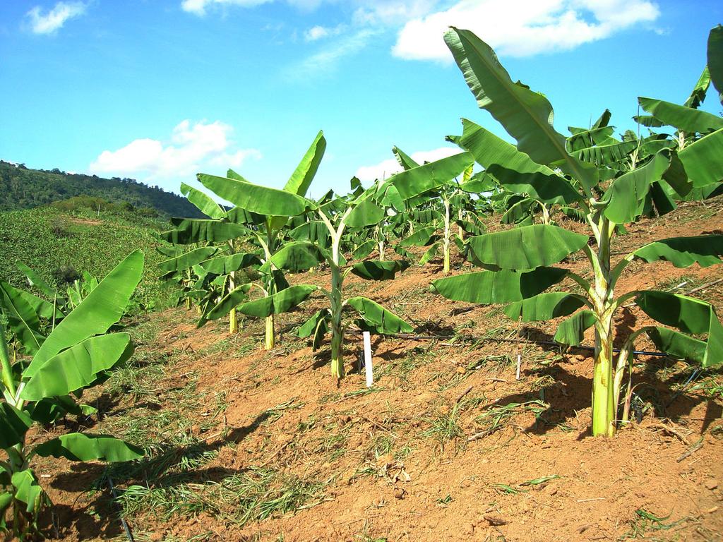 Sistema de Produção de Banana para a Zona da Mata de Pernambuco 23 Josué Francisco da Silva Junior Figura 2. Bananal implantado em curva de nível.
