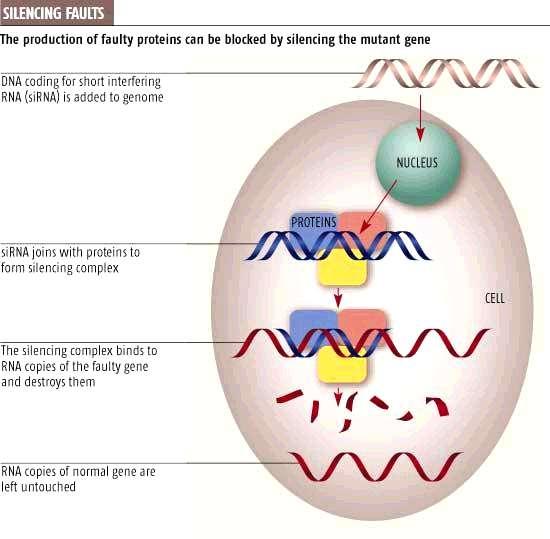 RNA de