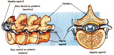 b) Medula Espinhal (raque) Cordão cilíndrico que parte da base do encéfalo e percorre toda a coluna