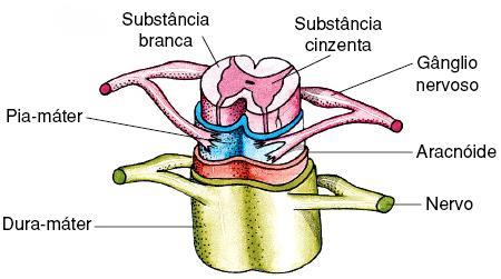 c) Meninges São três delicadas