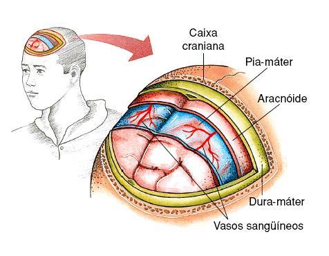 sistema nervoso central (SNC).