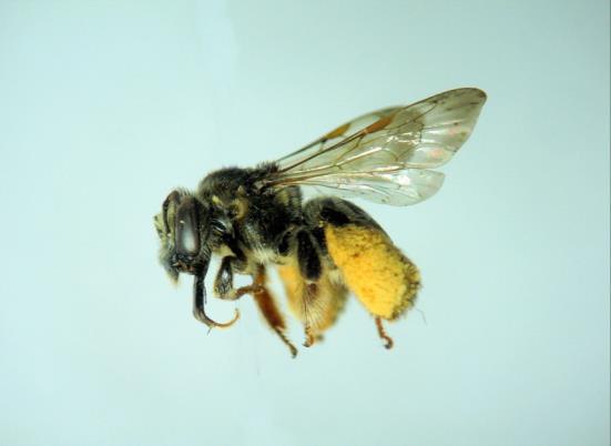 Através da análise palinológica, é possível fazer identificar qualitativa e quantitativamente as fontes de recursos para abelhas, identificar espécies de plantas preferenciais, avaliar o