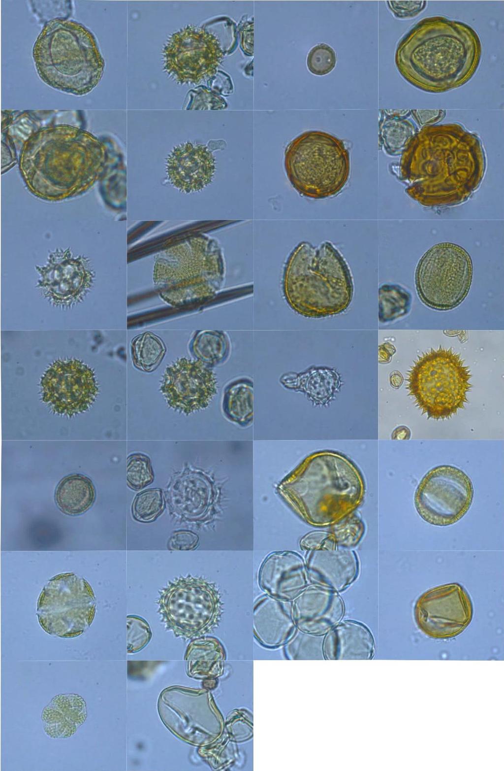 Apêndice VI Fotomicrografias dos tipos polínicos encontrados nas amostras
