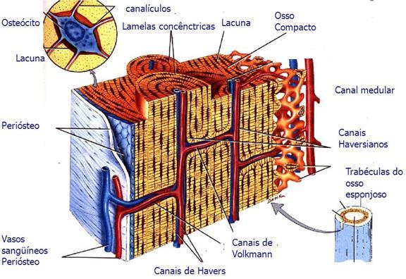 Vascularização - canais de Volkmann Ao contrário do tecido cartilaginoso, o tecido ósseo é intensamente vascularizado.