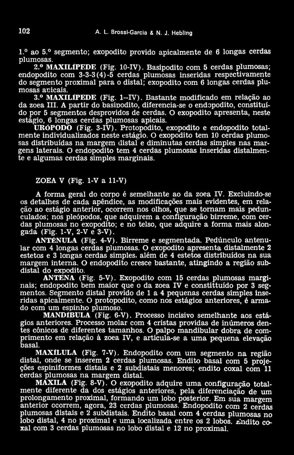 1--IV). Bastante modificado em relação ao da zoea III. A partir do basipodito, diferencia-se o endopodito, constituído por 5 segmentos desprovidos de cerdas.