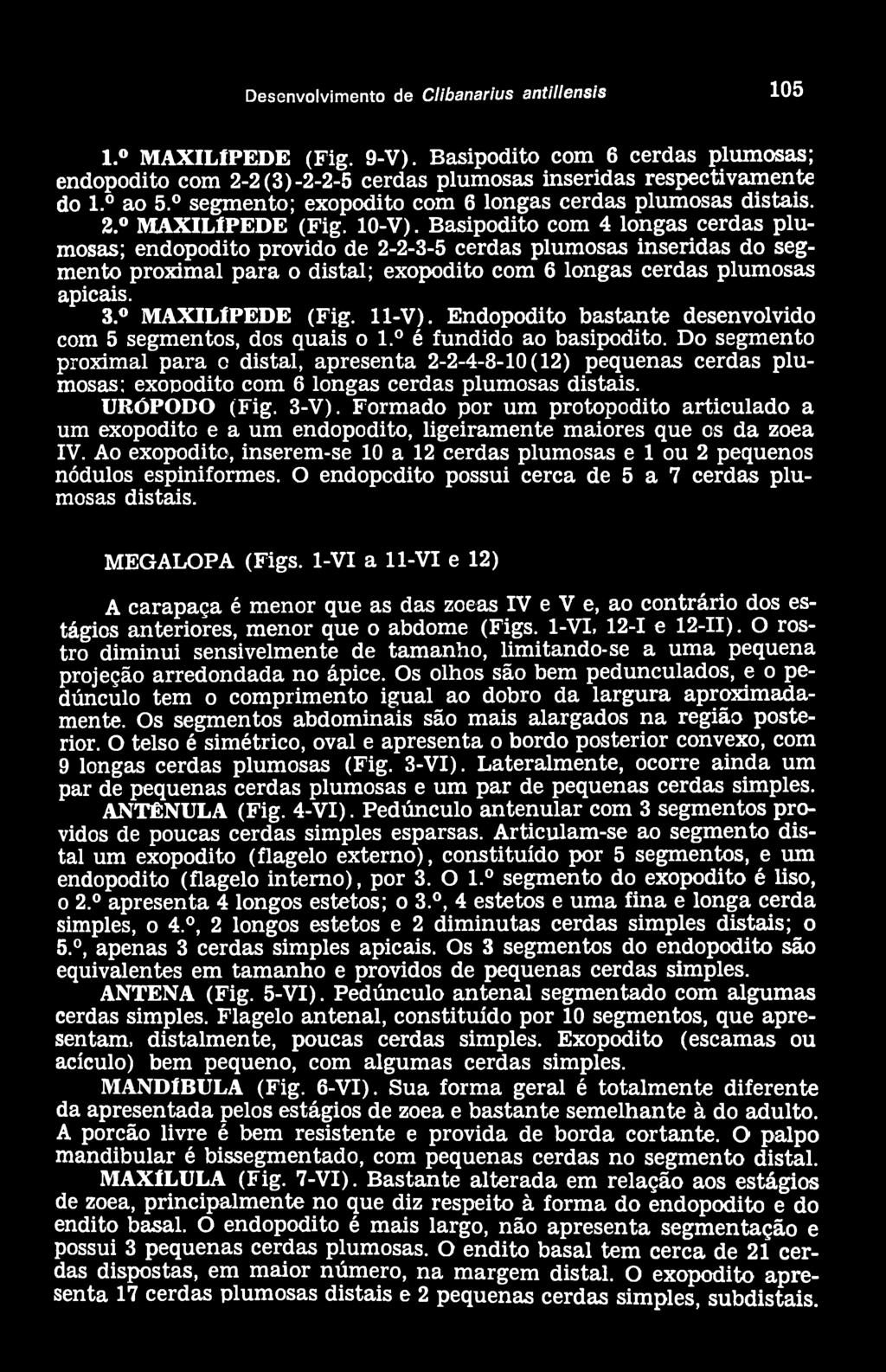 Basipodito com 4 longas cerdas plumosas; endopodito provido de 2-2-3-5 cerdas plumosas inseridas do segmento proximal para o distai; exopodito com 6 longas cerdas plumosas apicais. 3. MAXIL1PEDE (Fig.