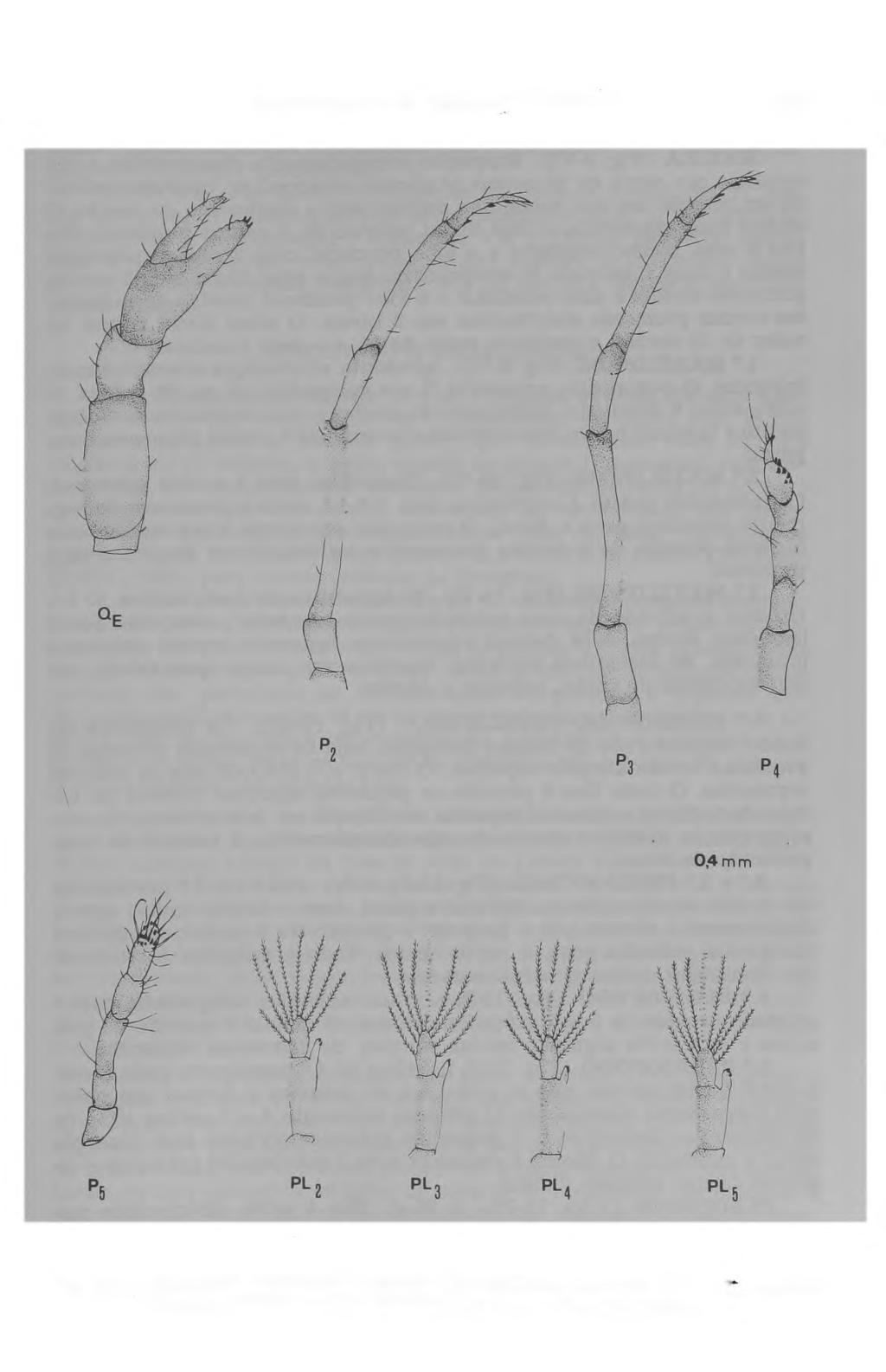 Desenvolvimento de Clibanarius antillensis 109