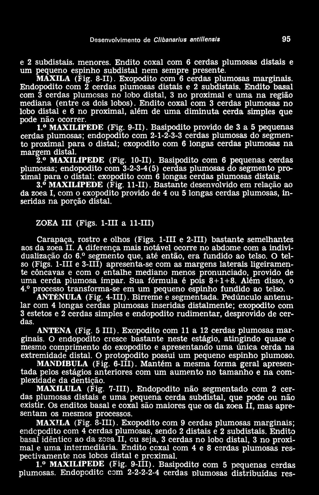 Endito basal com 3 cerdas plumosas no lobo distai, 3 no proximal e uma na região mediana (entre os dois lobos).