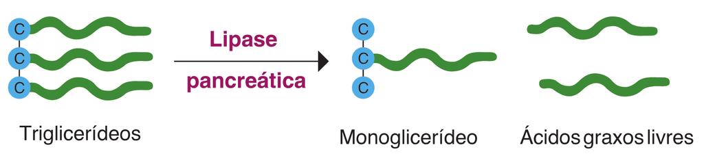 Figura 6: Figura ilustrando como a enzima lipase quebra a gordura (triglicerídeos) em moléculas menores também de natureza lipídica (ácidos graxos e monoglicerídeo).