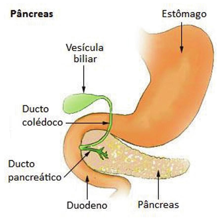 O suco intestinal é uma terceira secreção com enzimas no nosso processo de digestão. Ele irá promover uma nova quebra proteica em aminoácidos, finalizando a digestão de proteínas.