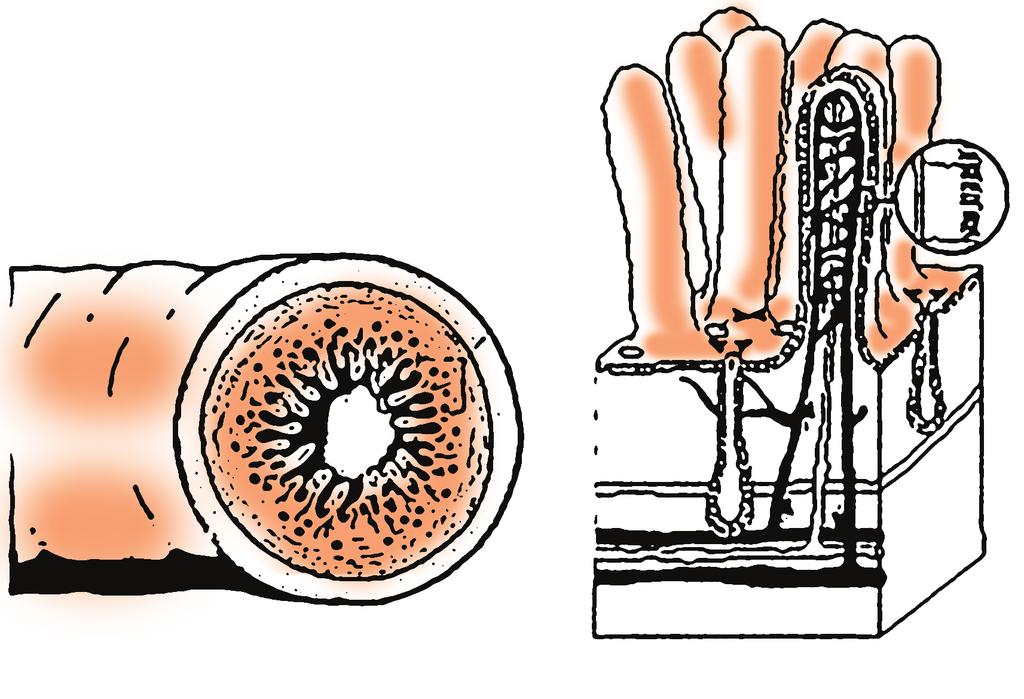 Seção 3 Absorção e eliminação Depois da ingestão e da digestão, a terceira etapa do processo alimentar é a absorção que ocorre principalmente no intestino delgado.