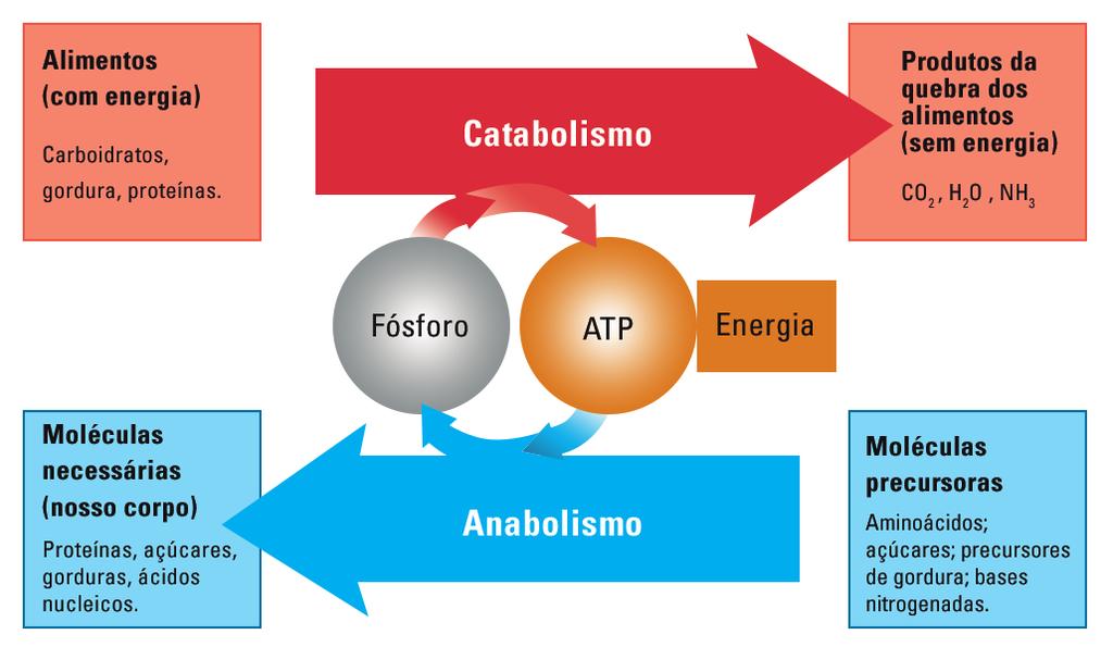 Figura 1: Reações do catabolismo (quebra dos alimentos) geram a matéria-prima e a energia necessárias para as reações do anabolismo (produção de moléculas para a manutenção e crescimento do corpo).