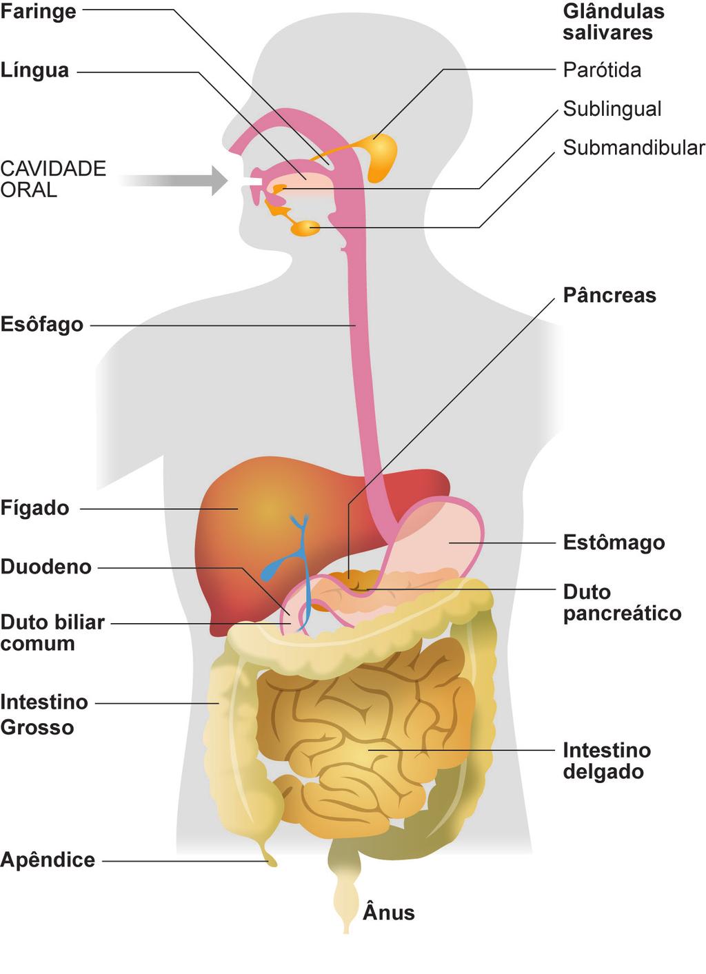 Seção 1 Ingestão O sistema digestório funciona, basicamente, pela execução de quatro etapas no processo de nutrição: ingestão, digestão, absorção e eliminação.