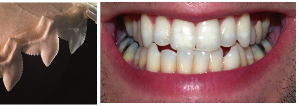 Mostre-me teus dentes que eu te direi o que comes A dentição é o conjunto de dentes de um organismo. Repare na diferença na dentição dos vertebrados (a seguir).