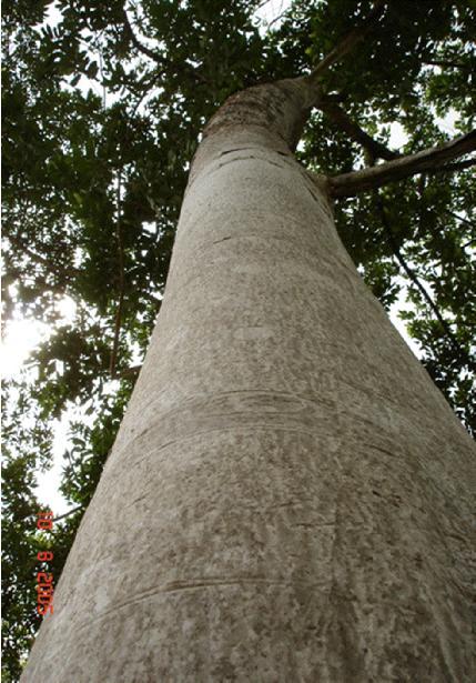 Vochysia guatemalensis Nomes comuns: Chancho, Cebo, Barba, Mayo, San Juan, etc.